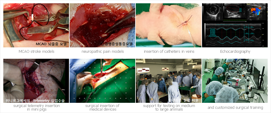 MCAO뇌졸증모델, 신경병증성통증 모델, 혈관 카테터 삽입, Echocardiography, 미니피그에서의 Telemetry 삽입수술, 의료기기삽입수술, 중대동물 실험 지원, 맞춤형 수술 교육