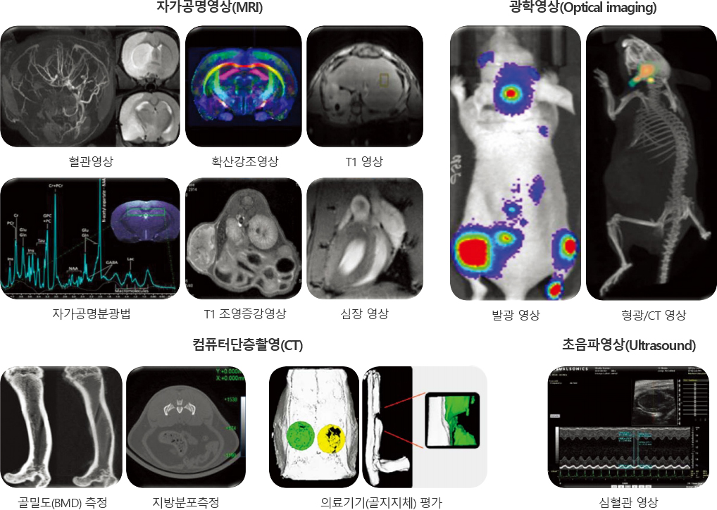 자가공명영상(MRI) - 혈관영상, 확산강조영상, T1영상, 자가공명분광법, T1조영증강영상, 심장영상/ 광학영상(Optical imaging) - 발광영상, 형광 CT영상 / 컴퓨터단층촬영(CT) - 골밀도(BMD) 측정, 지방분포측정, 의료기기(골지지체) 평가 / 초음파영상(Ultrasound) - 심혈관 영상
